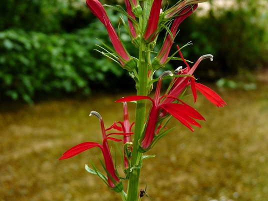 {Lobelia cardinalis<}